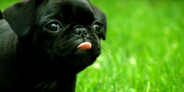 1284x729 French Bull Dog Puppies Wallpaper | Like Wallpapers