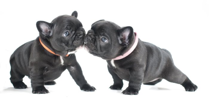 1920x1200 Bulldog Puppies Wallpaper (81+ images in Collection) Page 1