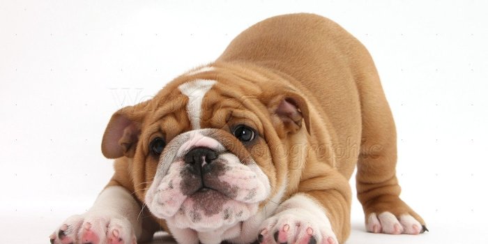 1392x941 Cute Bulldog Puppies Wallpaper