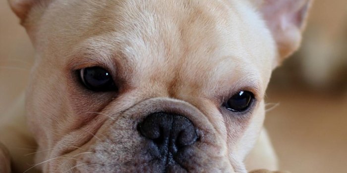 1024x768 French Bulldog Puppies Wallpapers - Adult Cream French Bulldog