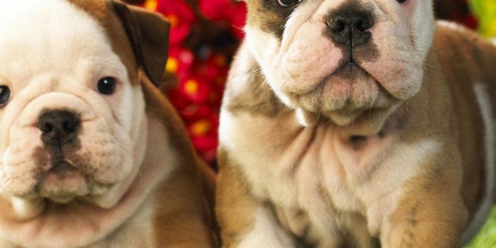 1024x1024 Puppy wallpaper | Baby Bulldog Wallpaper baby english bulldog