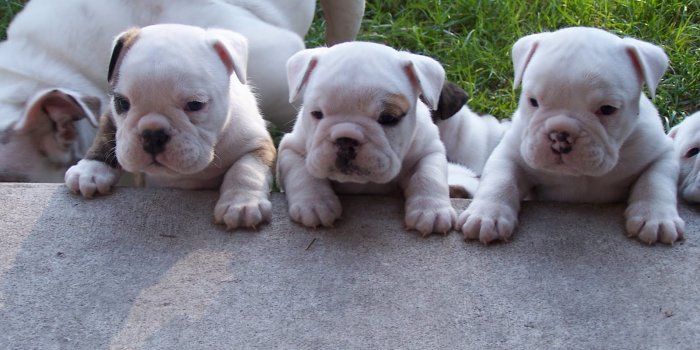 1600x1200 Top 10 Punto Medio Noticias | Bulldog Puppy Pictures Download