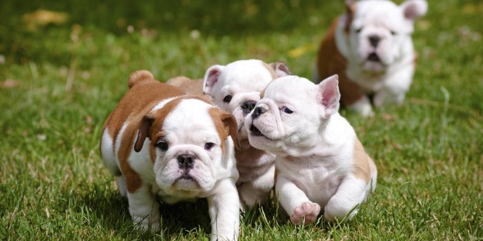 1920x1080 10 Reasons why English Bulldog puppies are the cutest things ever