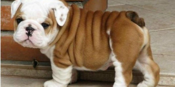1024x819 25 Beautiful Bulldog Puppies That Will Melt Your Heart