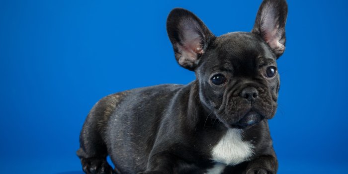 3000x1875 Black French Bulldog Cute Puppy, HD Animals, 4k Wallpapers, Images