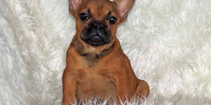 1024x768 Red Brown French Bulldog Puppies Wallpaper | Animals | French