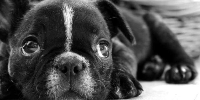2560x1600 Cute Bulldog Puppy Wallpaper