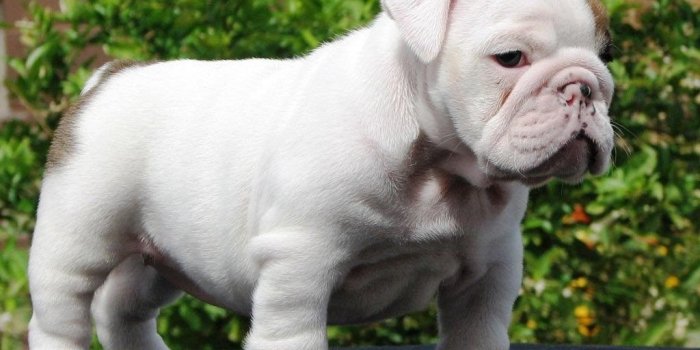 1024x768 English Bulldog Puppies Wallpapers 1920x1200 M5x.eu Desktop Background