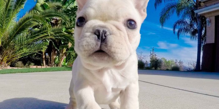 2080x1761 White French Bulldog Puppies Wallpaper | Cute animals | White french