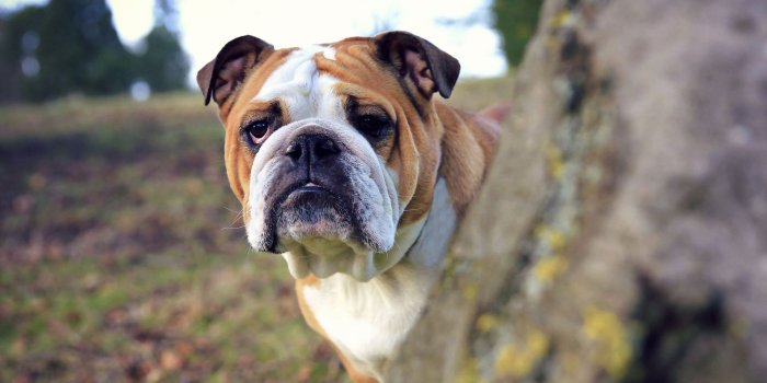 1920x1200 47 Bulldogs Wallpapers Cute Bulldog Puppies Wallpaper - Litle Pups