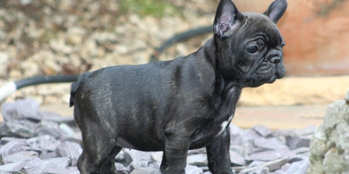1600x1200 French Bulldog Puppies Wallpapers & Pics - Pets Cute and Docile