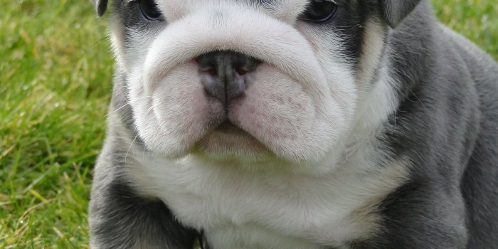 2592x3456 English Bulldog Puppy Pictures on Animal Picture Society
