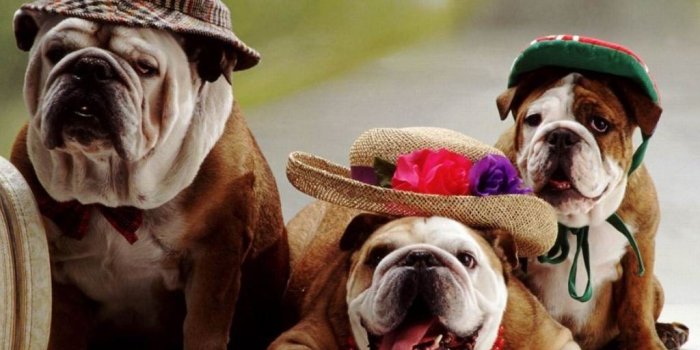 1024x768 French Bulldog Puppies Desktop Wallpaper 36+ - hdwallpaper20.com