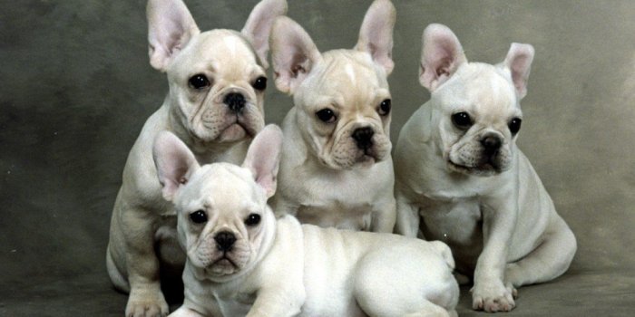 1580x1264 71 French Bulldog HD Wallpapers | Background Images