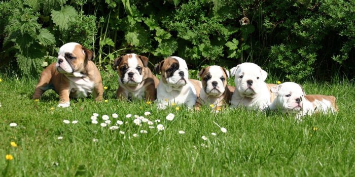 1920x1200 English Bulldog puppies Wallpaper #18300