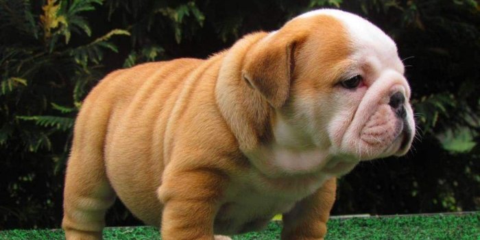 1280x800 English Bulldog Puppies Wallpaper (85+ images in Collection) Page 1