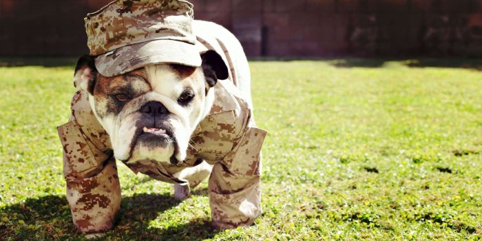 1920x1080 English bulldog puppies wallpaper Gallery