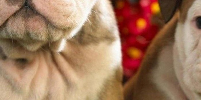 750x1334 Cute Bulldog English And French Puppies wallpaper for Desktop and