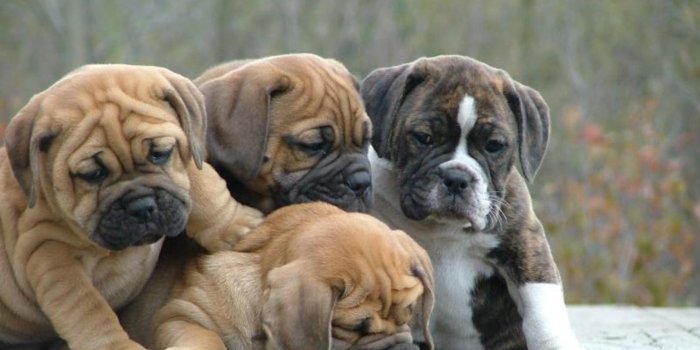 1900x1425 English Bulldog Wallpapers