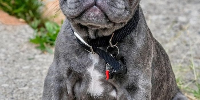 750x1334 French bulldog, cute gray puppy 750x1334 iPhone 8/7/6/6S wallpaper