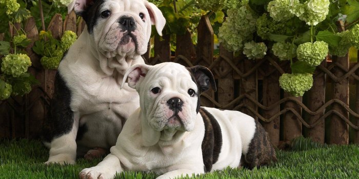 1920x1200 English Bulldog Puppies HD Wallpaper