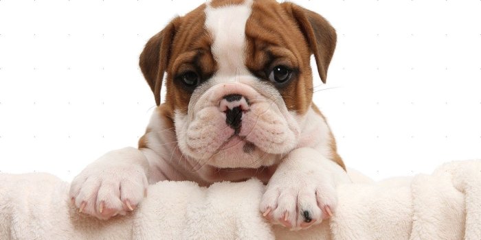 1402x935 46932 cute english bulldog puppies wallpaper | 1402 x 935