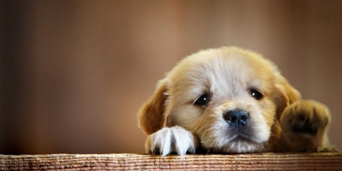 2560x1600 Puppies Wallpapers (73+ background pictures)