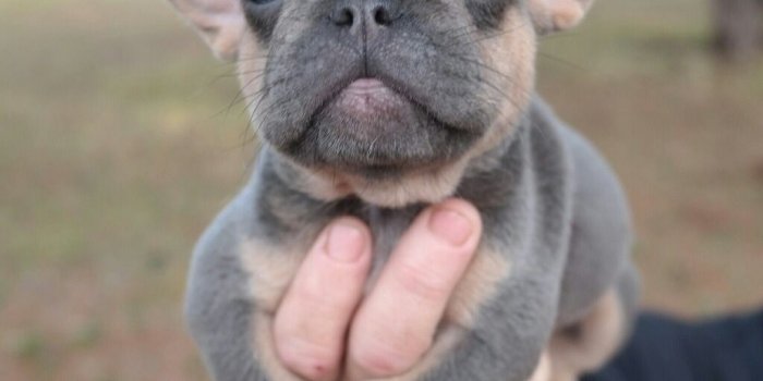 1024x1024 About Frenchie Blue French Bulldogs Wallpaper With - Grey French