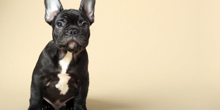 3840x2160 Wallpaper French Bulldog, puppy, cute animals, 4k, Animals Wallpaper