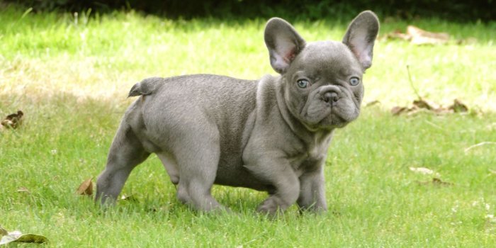 3456x1729 43+] French Bulldog Puppy Wallpaper on WallpaperSafari