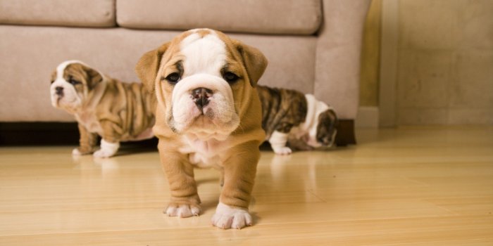 2000x1000 English Bulldog Puppy Barks For The First Time And Has Wallpaper