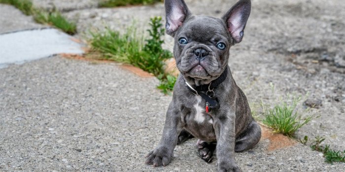 1920x1200 Wallpaper French bulldog, cute gray puppy 1920x1200 HD Picture, Image