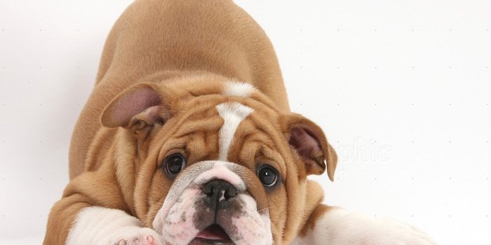 1319x994 Wp29447 Cute Playful Bulldog Pup 8 Weeks Old In Play Bow Puppies