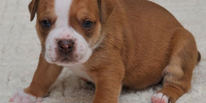 991x1000 Cute Alapaha Blue Blood Bulldog puppy photo and wallpaper. Beautiful