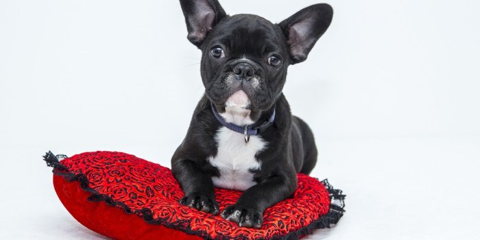 1920x1080 Bulldog Puppy Pet Animal Wallpaper - Wallpaper Stream