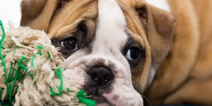 1024x768 English Bulldog Wallpaper (67+) - HD Nice Wallpapers