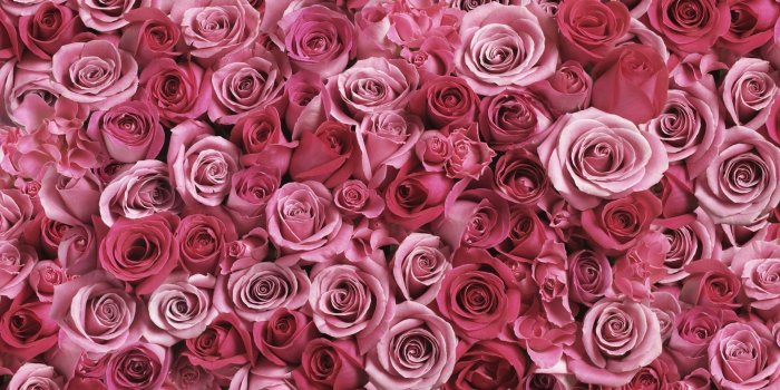 1920x1200 66+ Pink Rose Wallpapers on WallpaperPlay