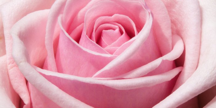 3840x2160 Pink Rose Wallpaper - iPhone, Android & Desktop Backgrounds