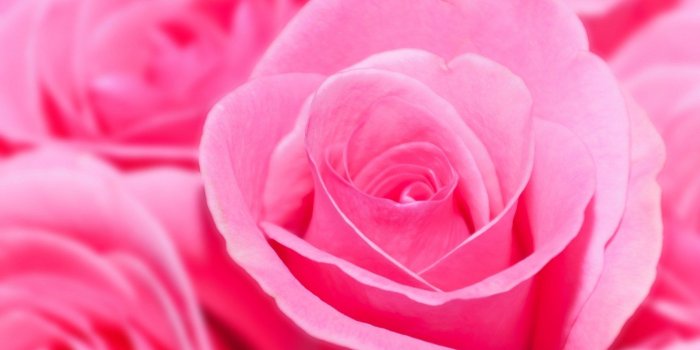 1680x1050 Pink Rose Pictures download free
