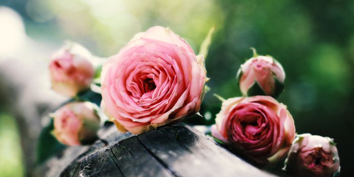 3840x2160 Pink Roses Desktop Background
