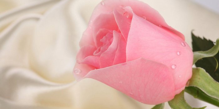 1600x1066 Roses Wallpapers For Desktop