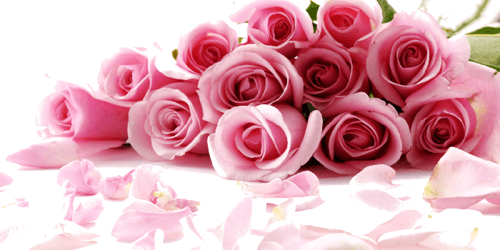 1440x900 Rose Flower Desktop Wallpaper stock.xchng Pink - rose png download
