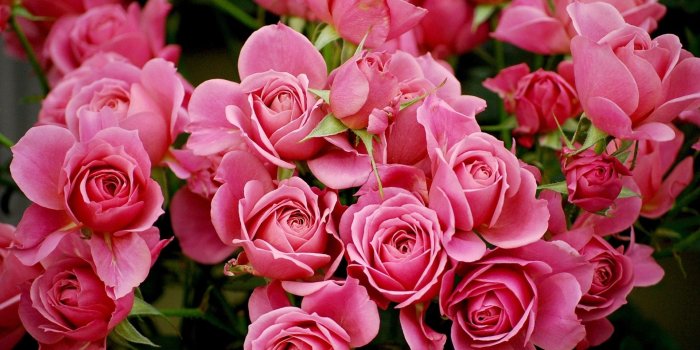 1920x1280 Pink Roses Desktop Wallpaper - Wallperio.com