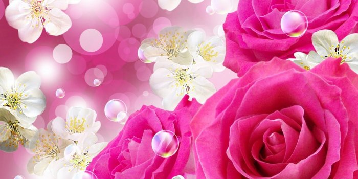 1600x1000 Beautiful Pink Roses For Desktop Wallpaper Full Hd - Beautiful