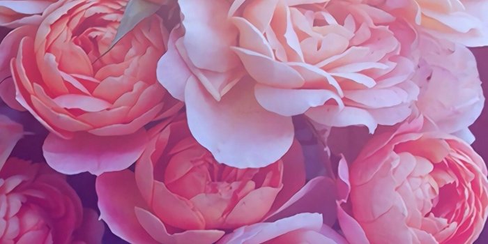 1920x1080 Gold Pink Roses Desktop Wallpapers - Top Free Gold Pink Roses