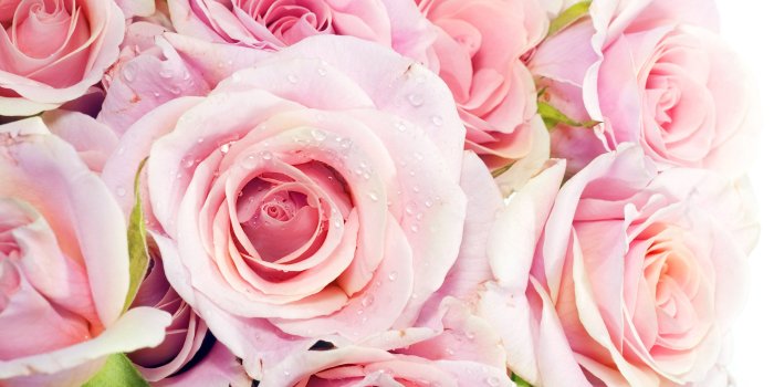 2560x1600 Free Pink Rose Wallpaper Desktop Background at Landscape » Monodomo
