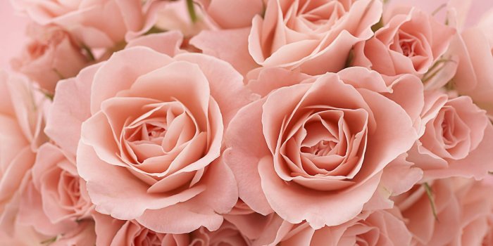 1920x1200 1920x1200 Pink Roses desktop PC and Mac wallpaper
