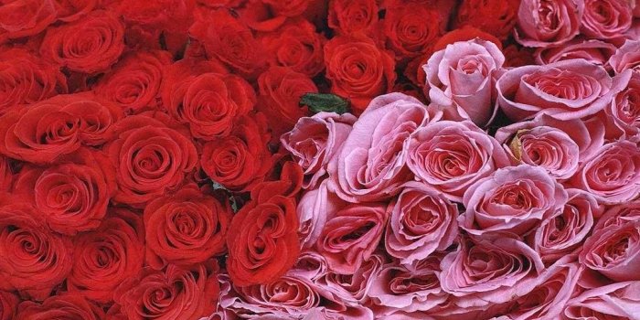 1024x768 Desktop Wallpapers » Flowers Backgrounds » Red And Pink Roses