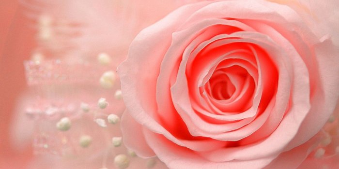 1325x744 Pink Rose Desktop Wallpaper (91+ images in Collection) Page 1