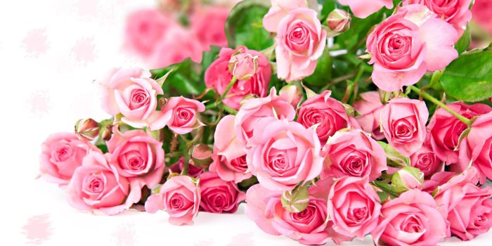 1920x1080 Pink Rose Desktop Wallpapers 22 May